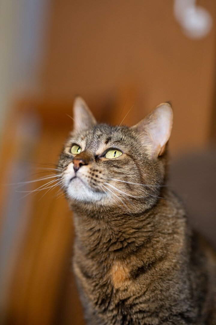 Тиша мысленно посылает вам лучики пофигизма. (Куратор — Светлана: +375 44 799 79 04) Беларусь. Минск.