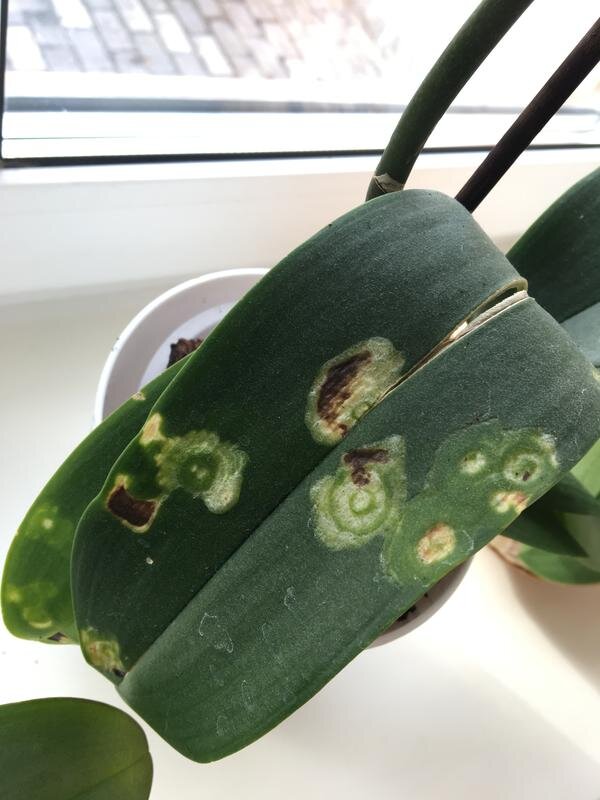 все фото взяты из открытых источников сети Интернет исключительно для наглядности. растения НЕ мои. листаем галерею