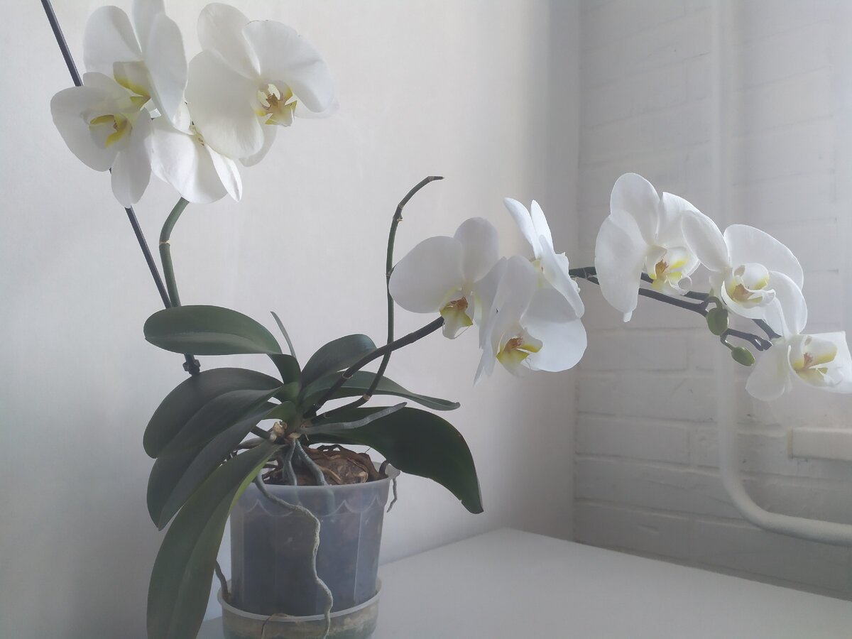 моя орхидея