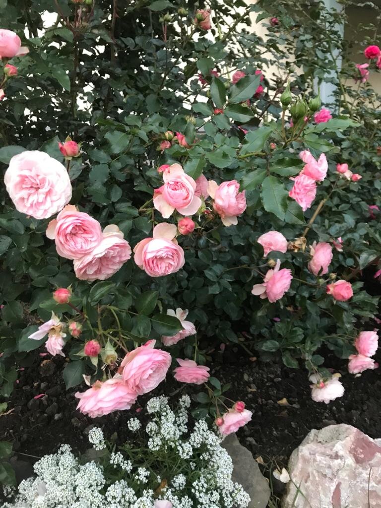 Фото из сада Ольги Протасовой