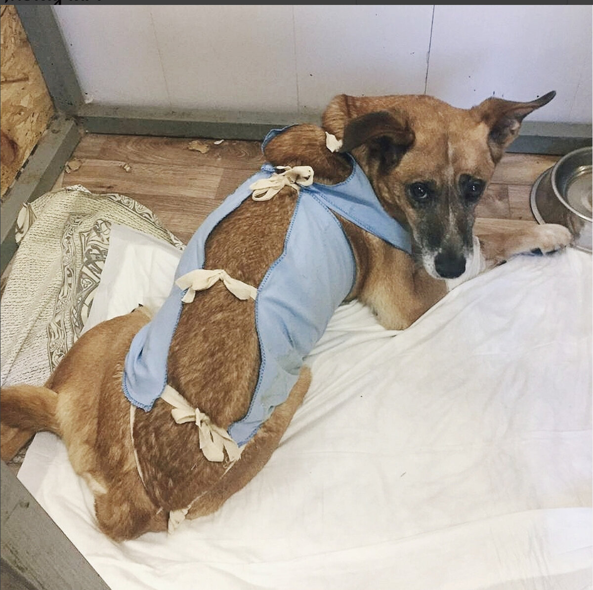 При пиометре во время операции собаке удаляются все репродуктивные органы.