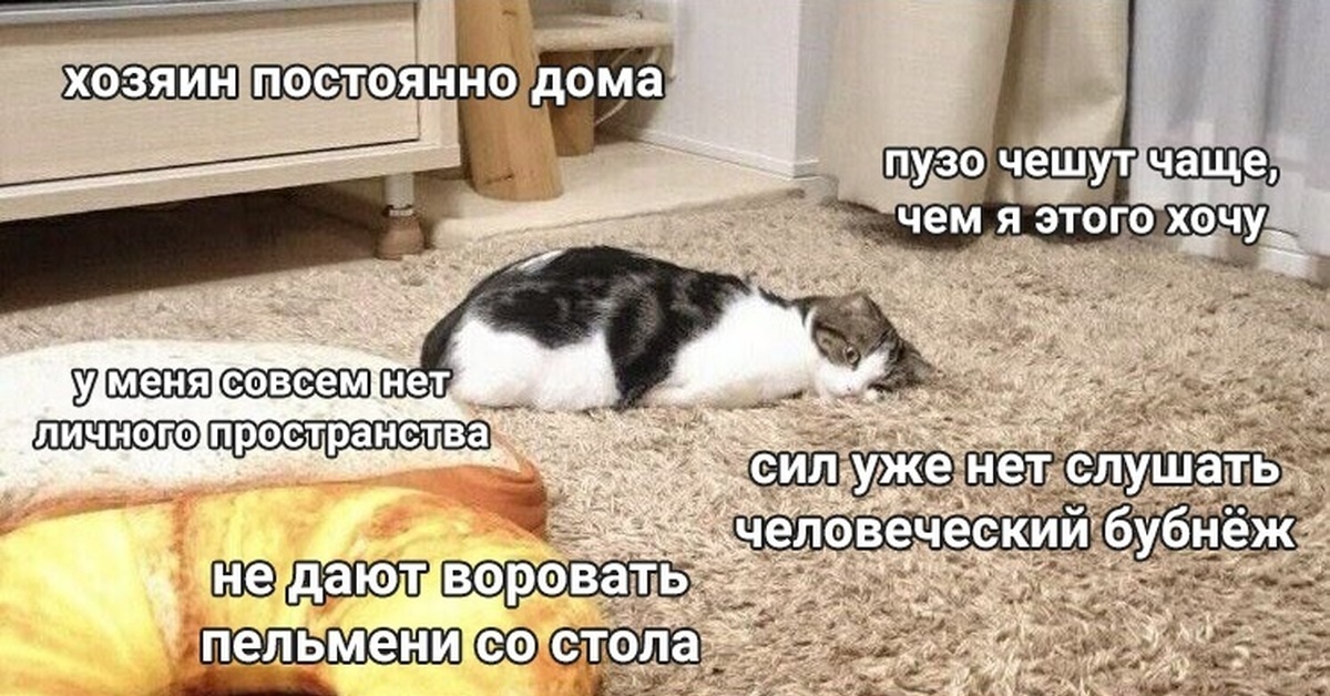 вся тяжесть кошачьего бытия)))