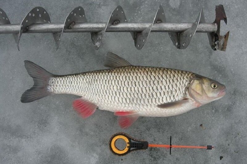 Голавль зимой