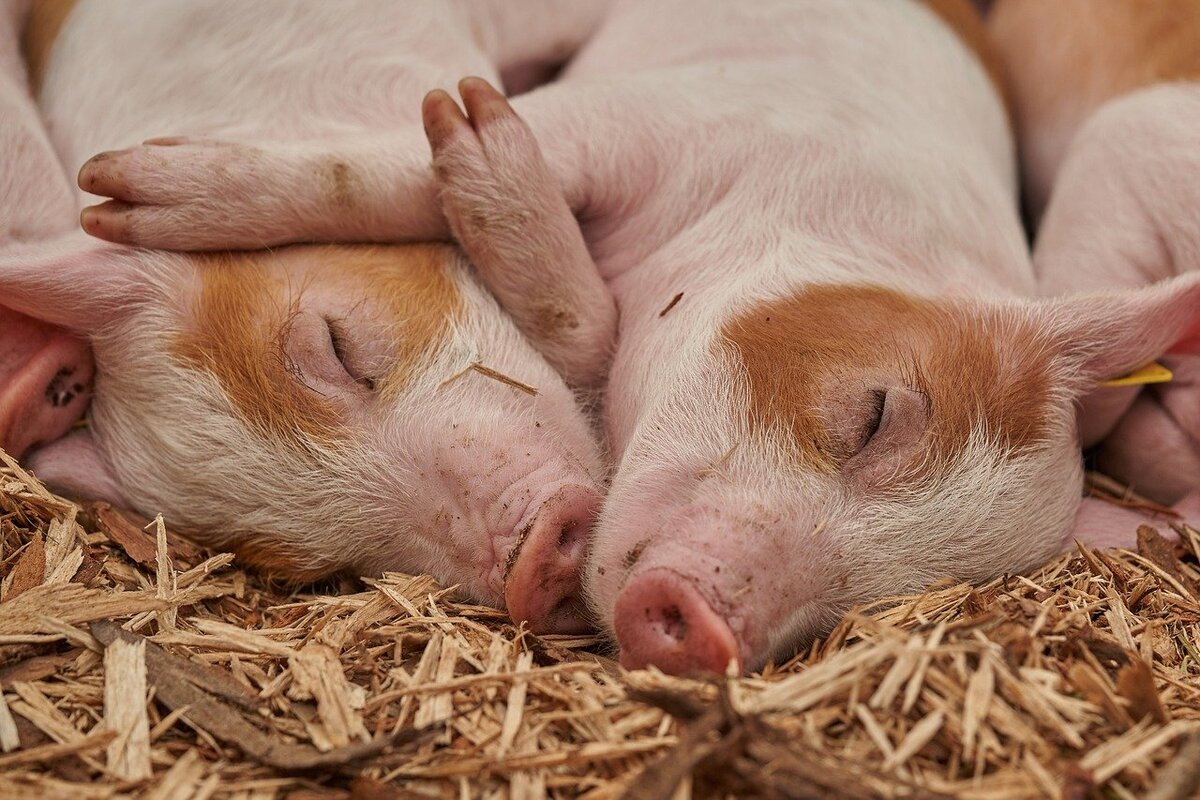 Могут ли домашние свиньи выжить в дикой природе? | В когтях у хищника | Дзен