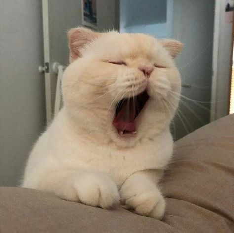 котик