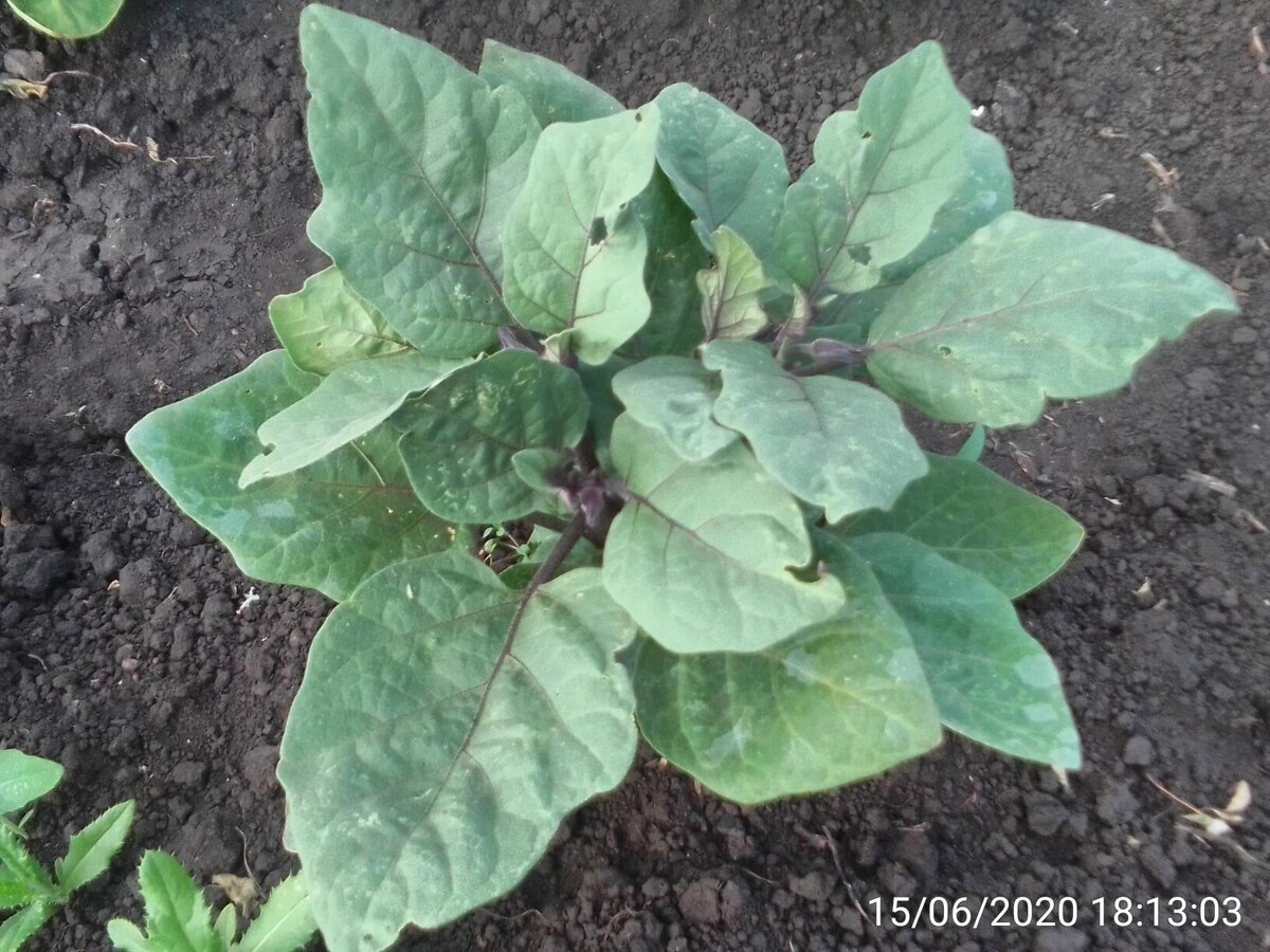 На фото низкорослые баклажаны