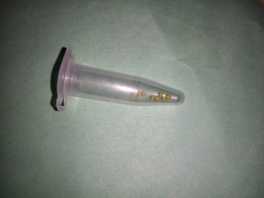                                                                                                                                                                                            Так выглядят гранулированные семена петунии, бакопы, лобелии.