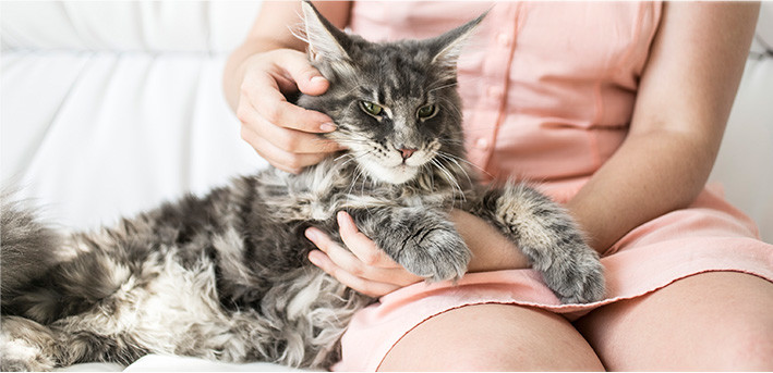 Кот на руках у хозяина