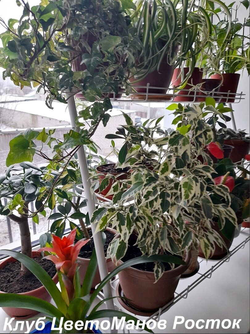 Универсальный стеллаж Хедера.  Идеален для рассады и растений!