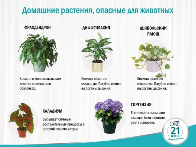 Домашние растения. Опасные для животных домашние растения. Комнатные растения названия. Домашние растения названия. Цветы вредные для кошек