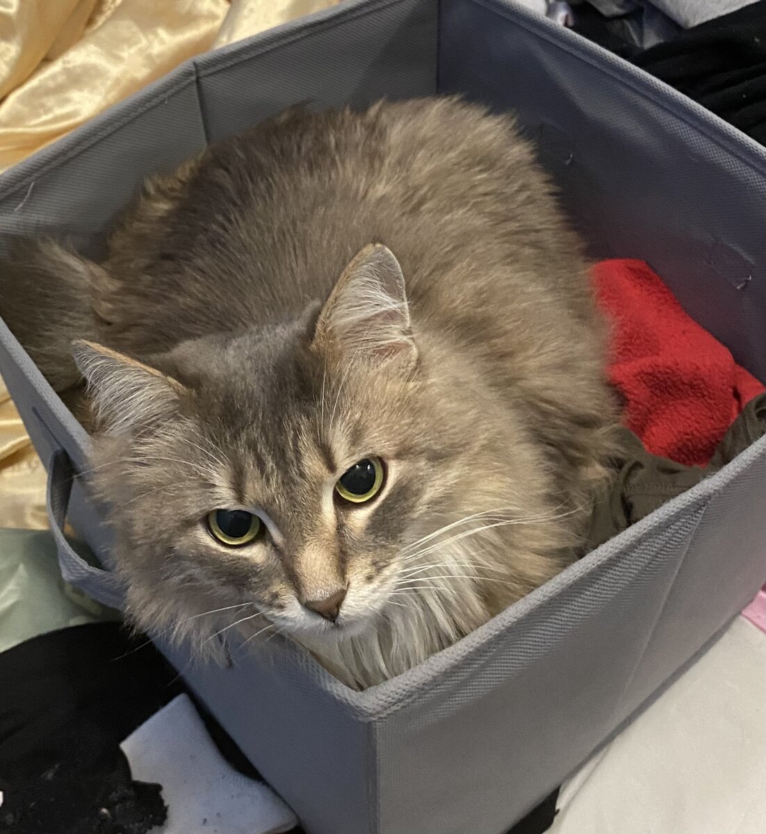 Тут двойная радость: можно полежать на вещах, ещё и в коробке))