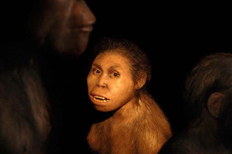 Homo habilis, или человек умелый, наш далёкий предок
