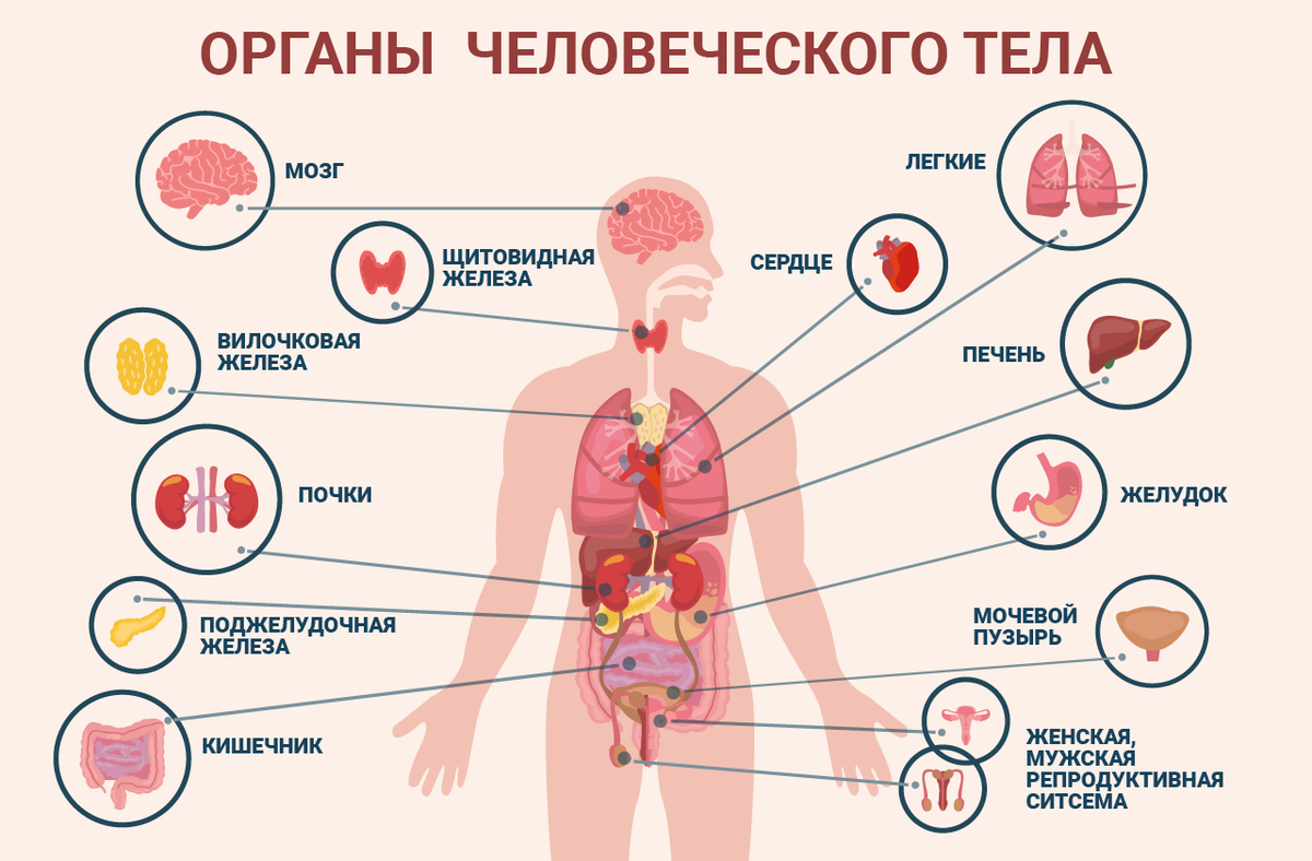 Плакат обучающий А2 Внутренние органы человека медицинский 457x610 мм - купить с