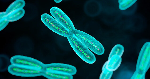 Вот так выглядит хромосома, когда клетка готовится к делению. Фото с ресурсов  Google. 