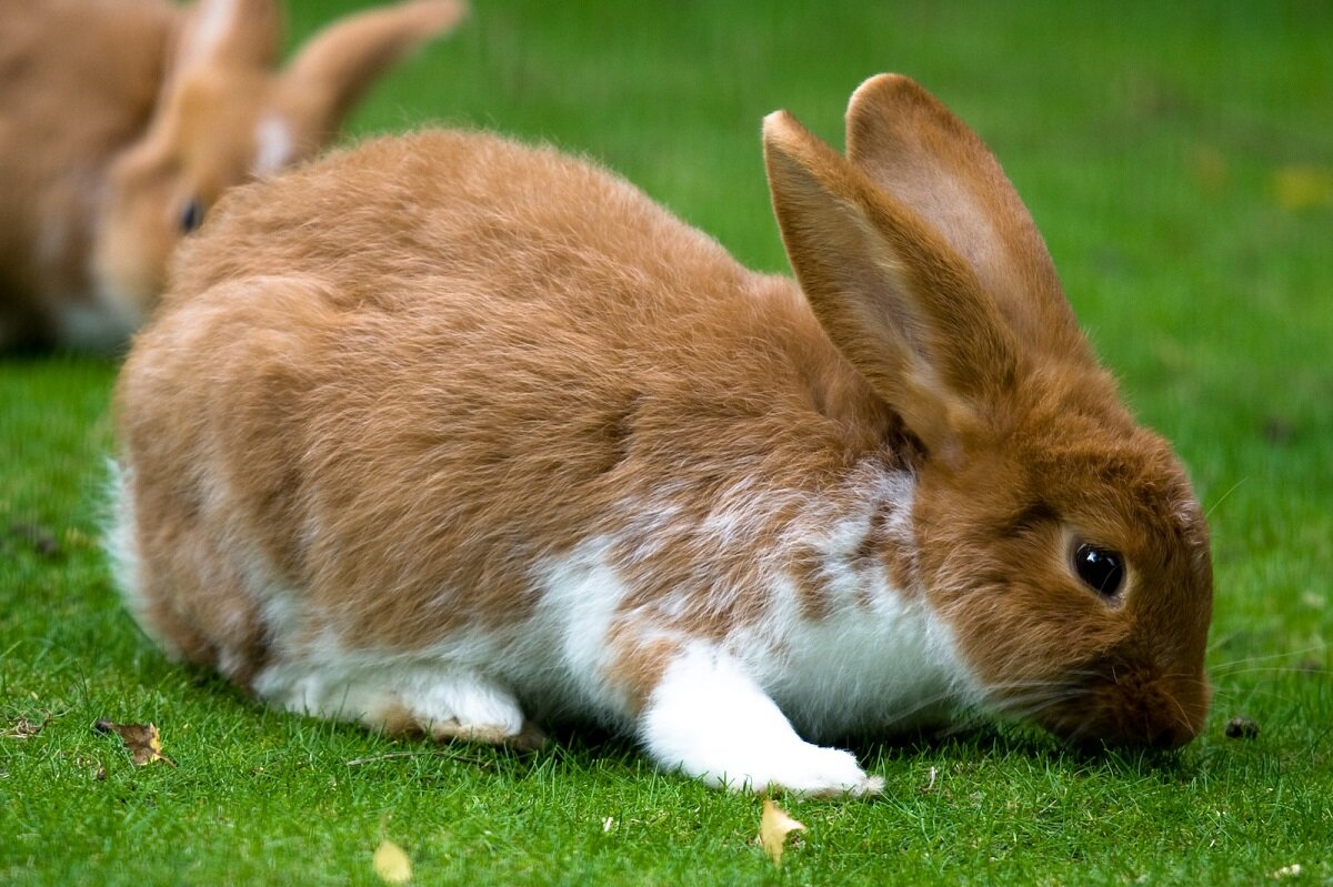 Изображение из открытых источников