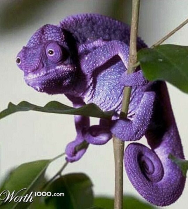 Фиолетовый хамелеон