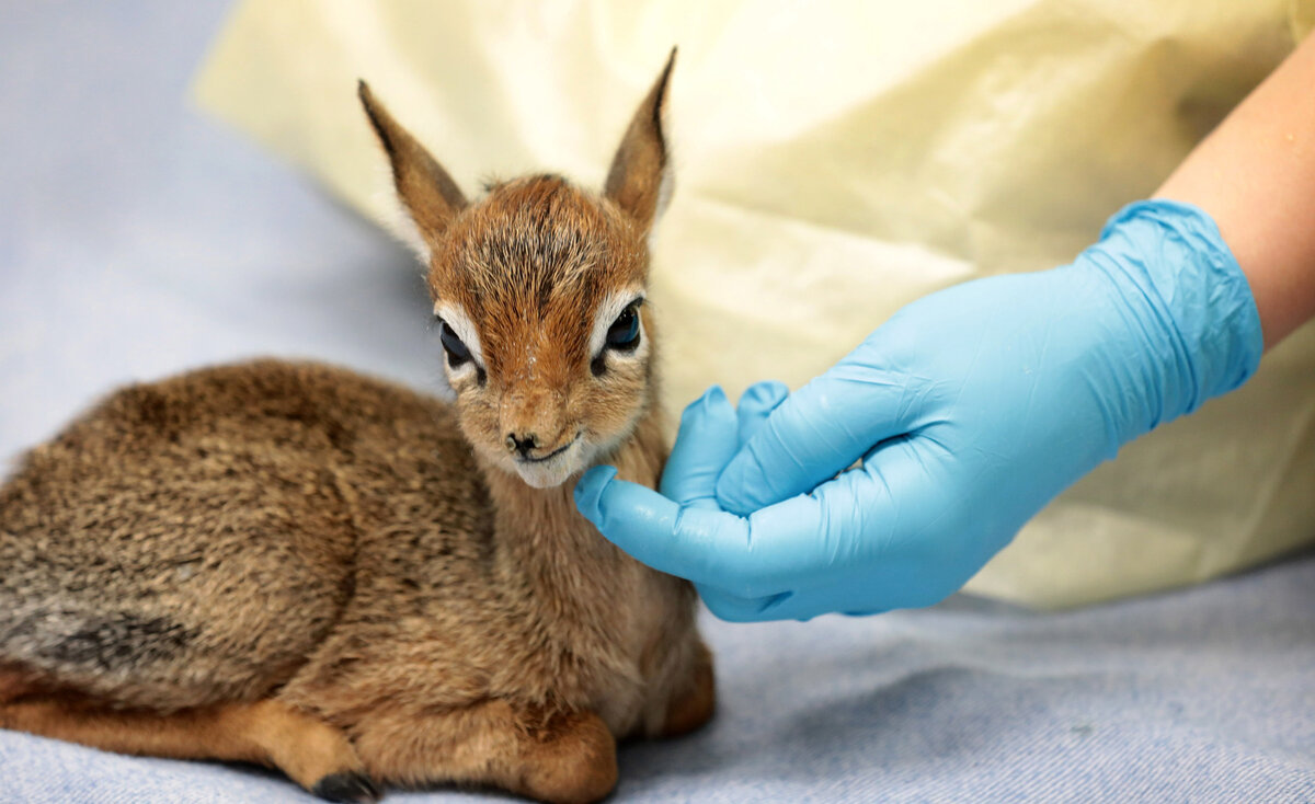 Действительно маленькие. Дик-дик-дик-дик^^