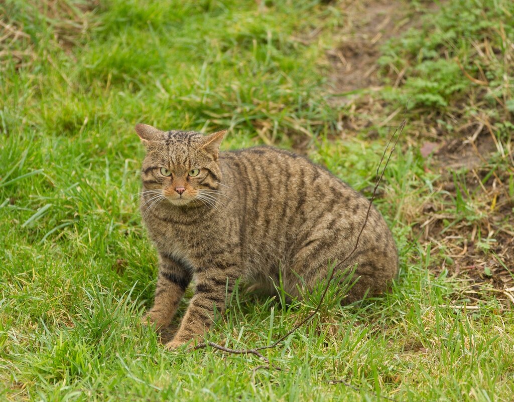 Европейский дикий Лесной кот. Лесная кошка (Felis Silvestris). Кавказский дикий Лесной кот. Амурский Лесной кот.