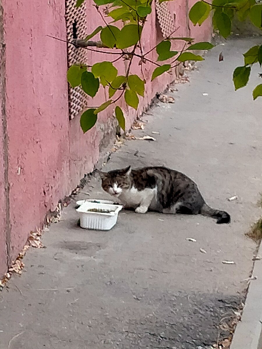 Барсик ест корм, который я ему положила