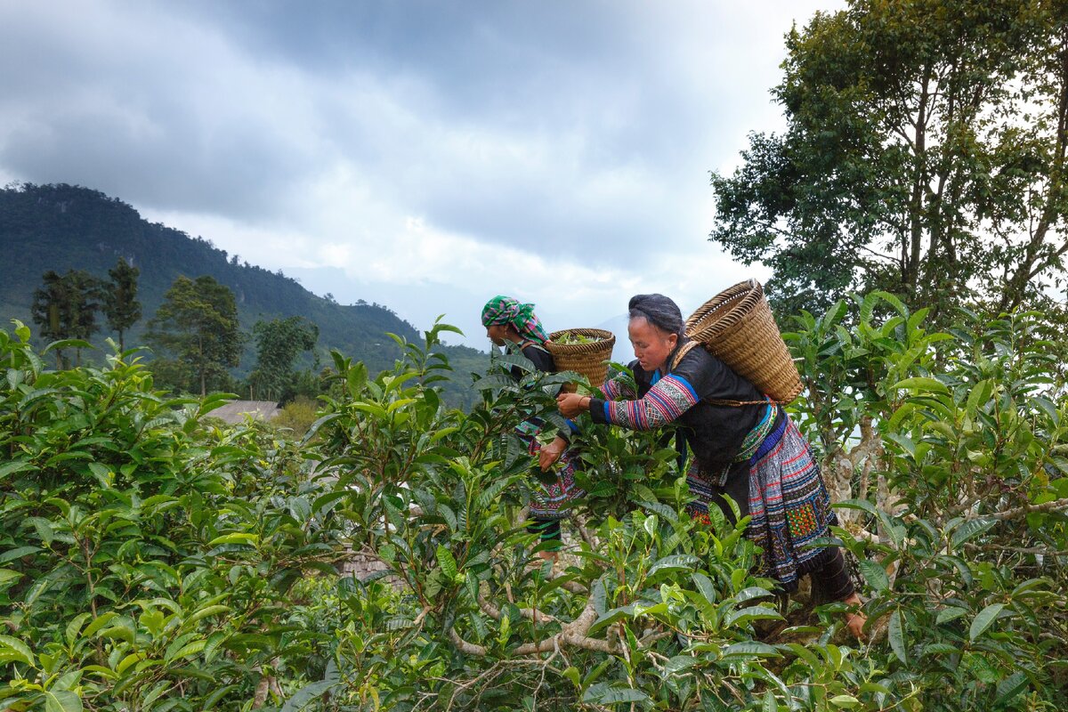 собирают урожай