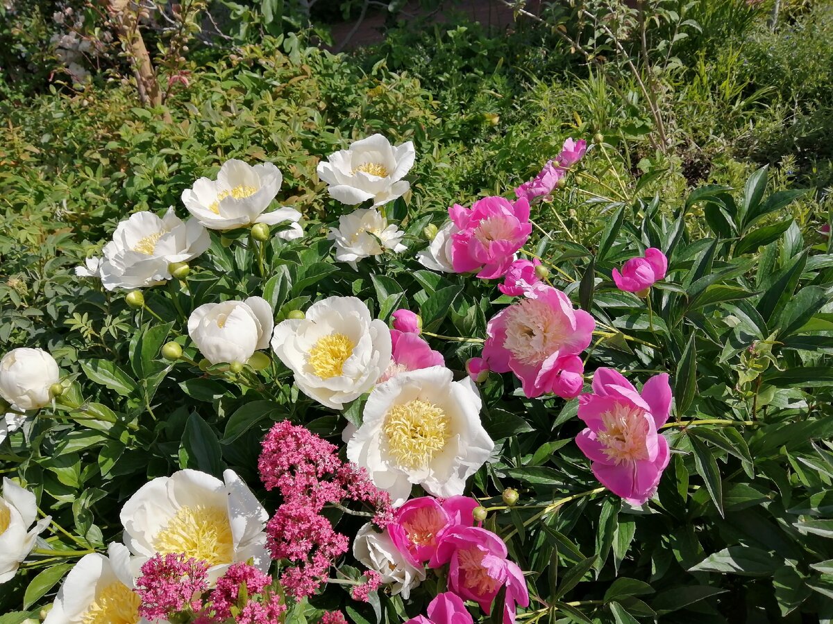 В начале марта в Германии уже распускались потрясающие цветы, и можно было гулять в одной футболке!