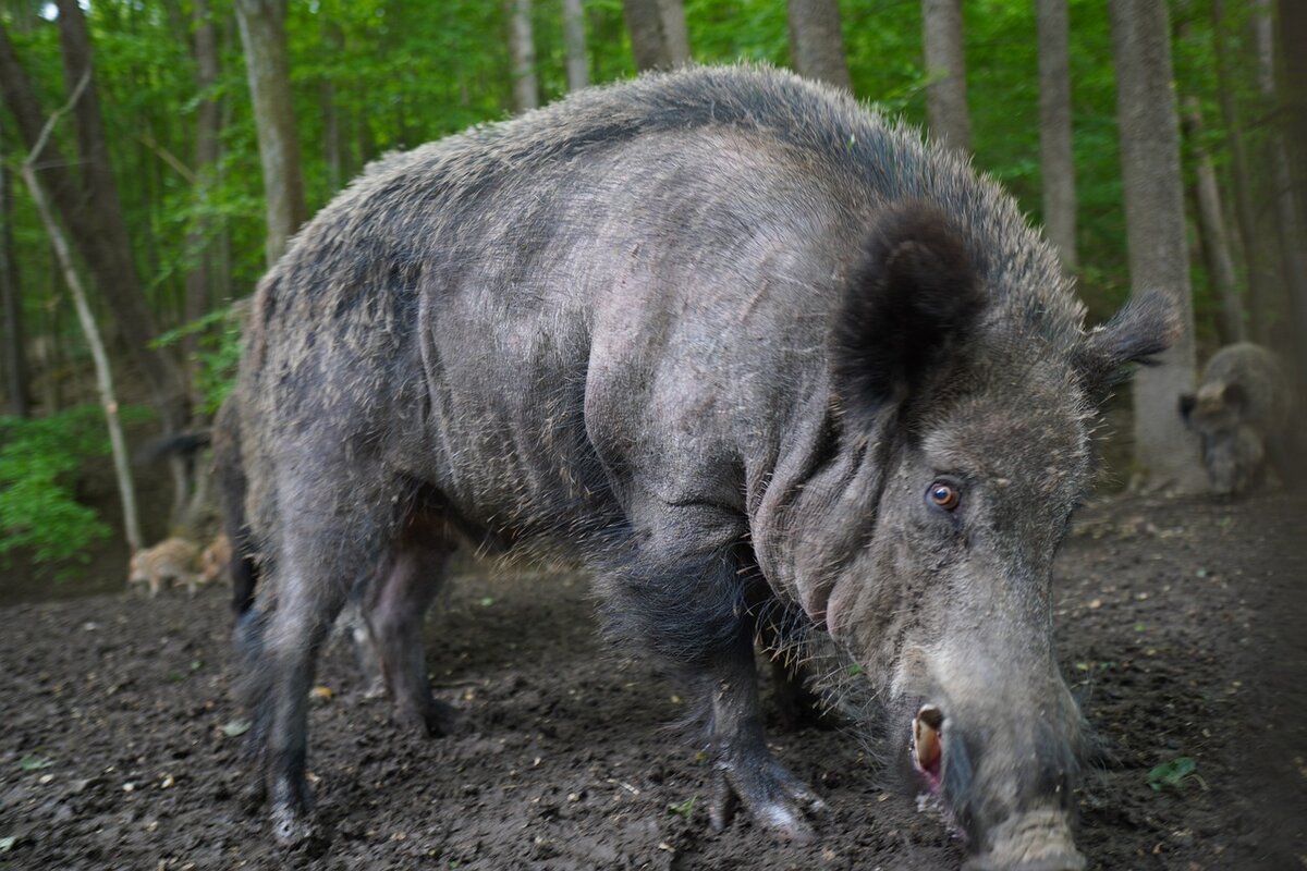 Дикий кабан, фото https://pixabay.com/ru/