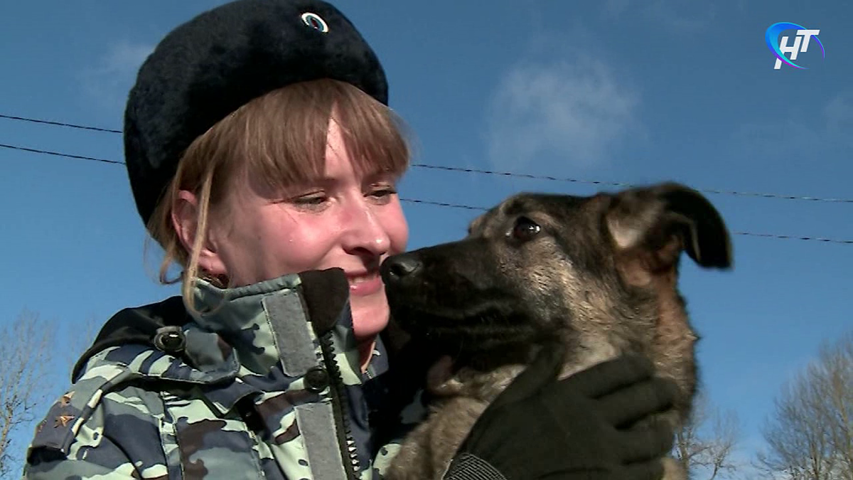 Профессиональный кинолог Оксана Дмитриева уже 15 лет дрессирует служебных  собак | Новгород-ТВ.ру (Новгородское ТВ) | Дзен