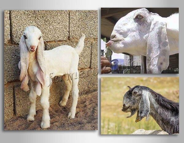 Козлёнок выглядит симпатичным fermerok.info