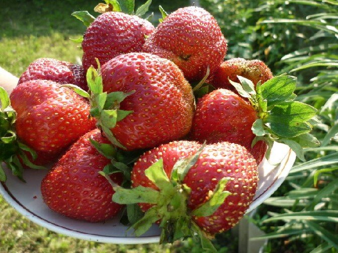 Клубника Маршал. Фото взято в свободном доступе.