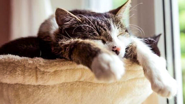 Почему кошки недружелюбны и высокомерны?