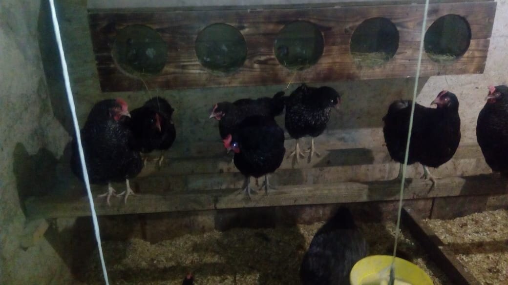 Наши курочки