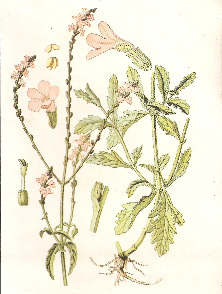 Растение Вербена. Источник фото: millefogli.com