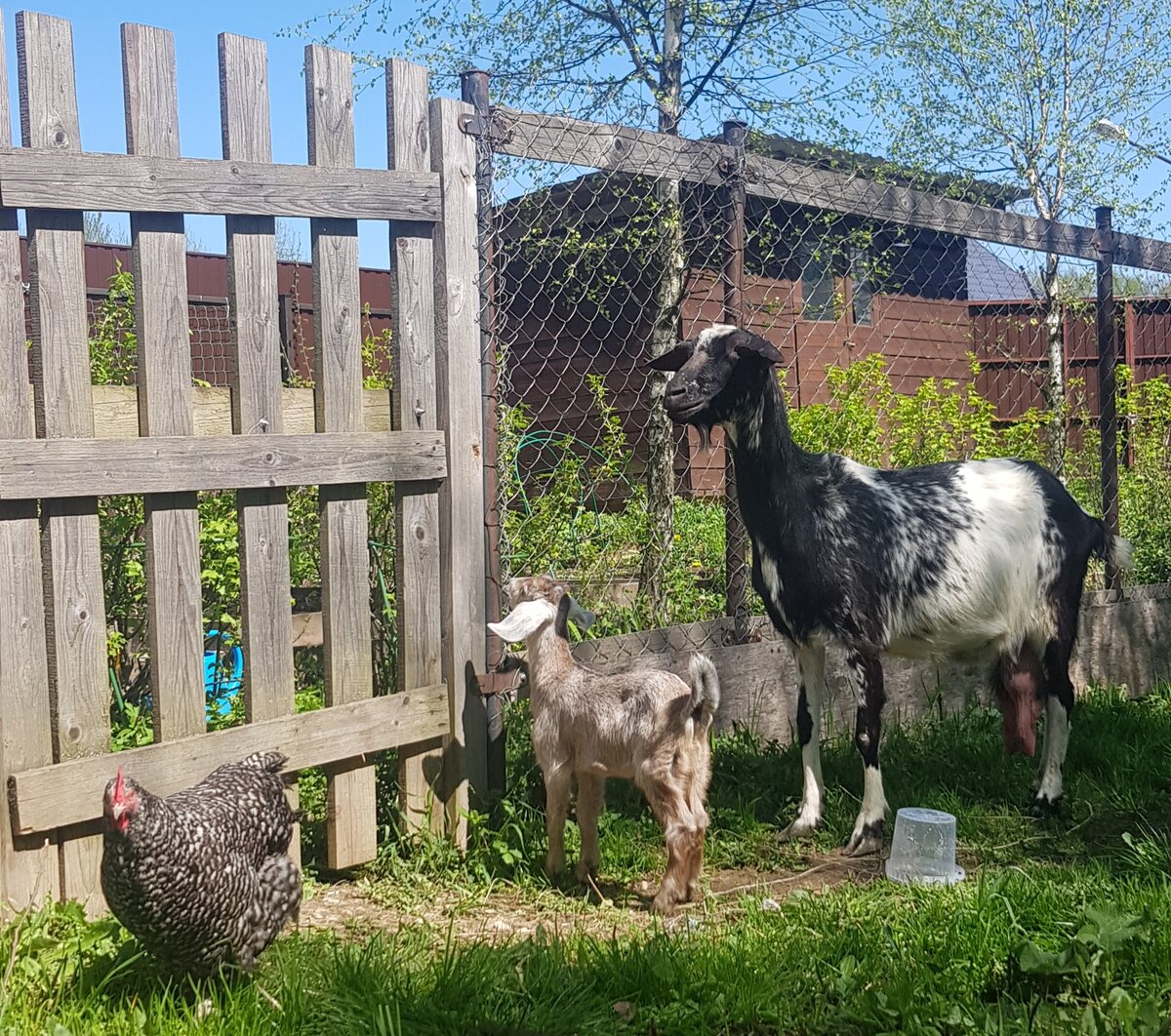 Курица Бобик и козы. Фото и животные автора блога 