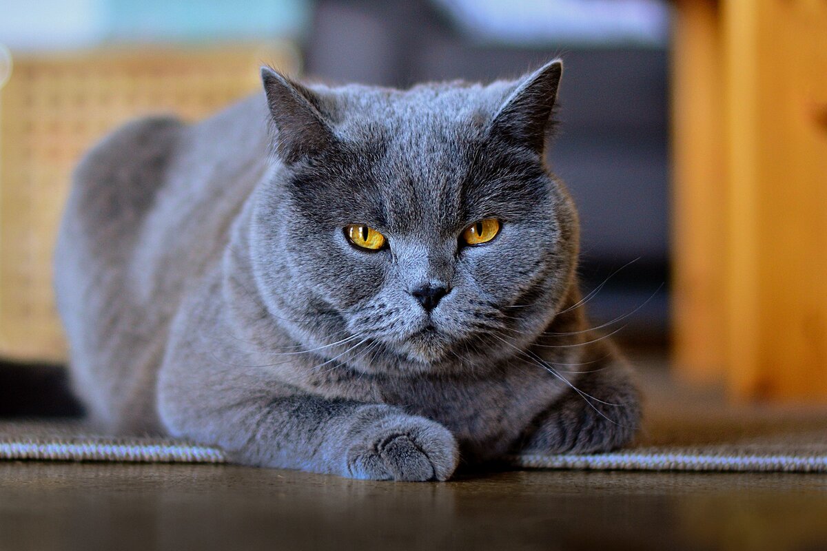 Хм, а он пользуется уважением!