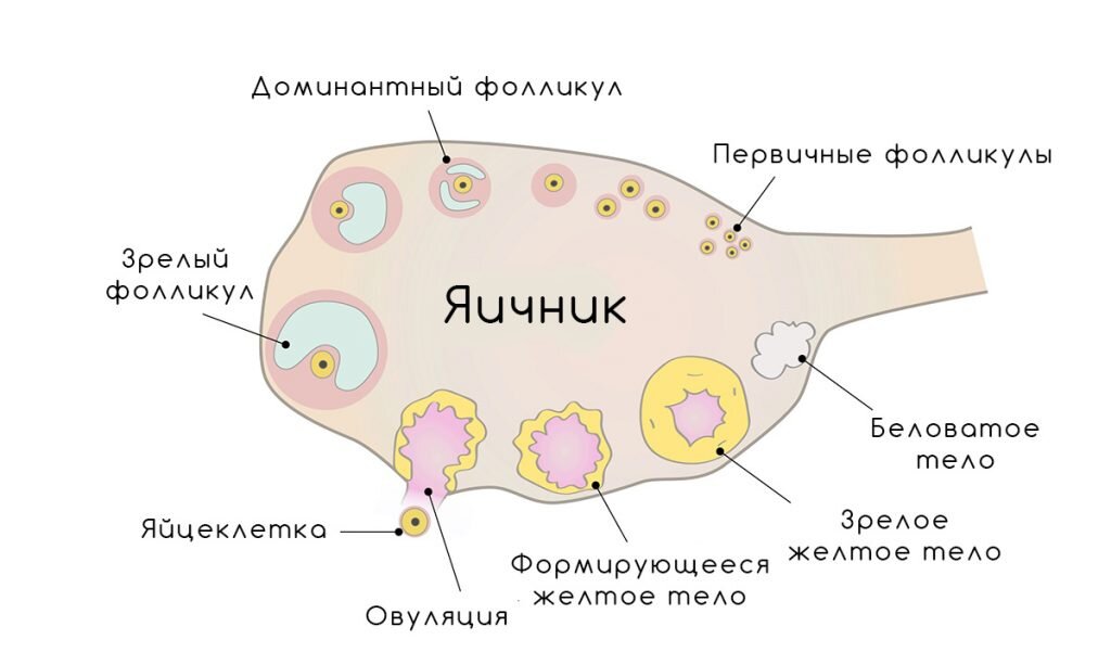 Эхо-признаки объемного образования правого яичника