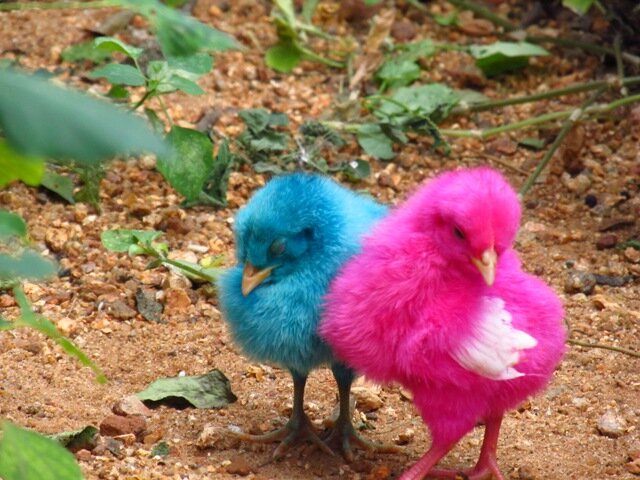 Источник фото: Википедия