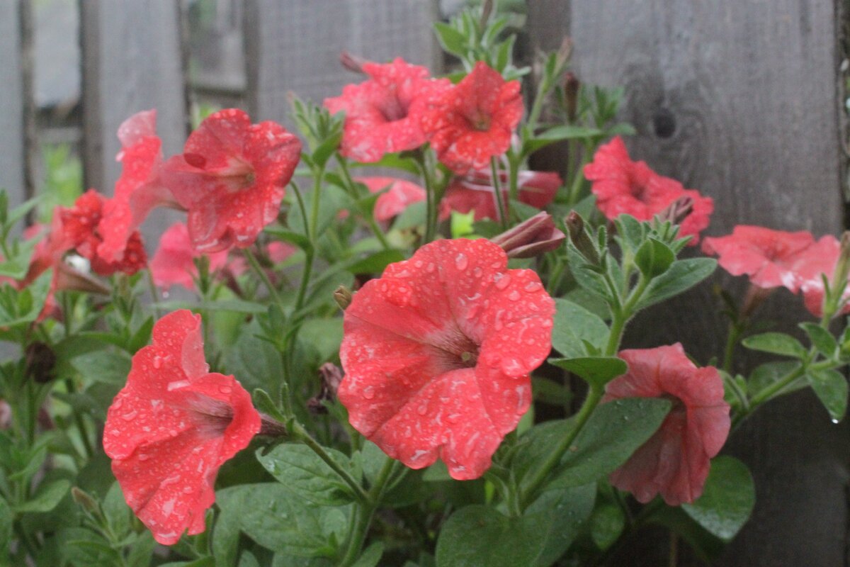 Серия Аморе Мио