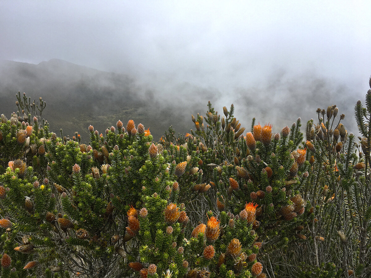 Обожаю этот цветок. Он растёт только высоко в горах, фото автора. Листайте галерею