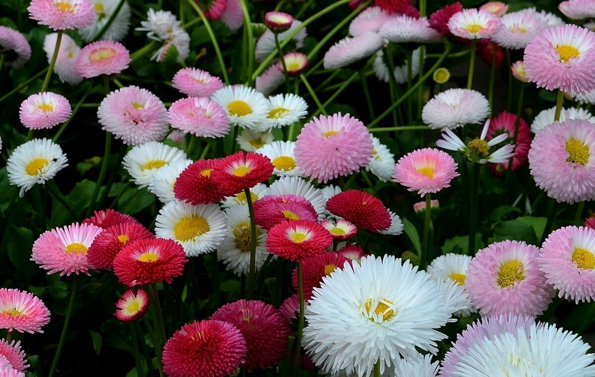 Маргаритка Bellis perennis