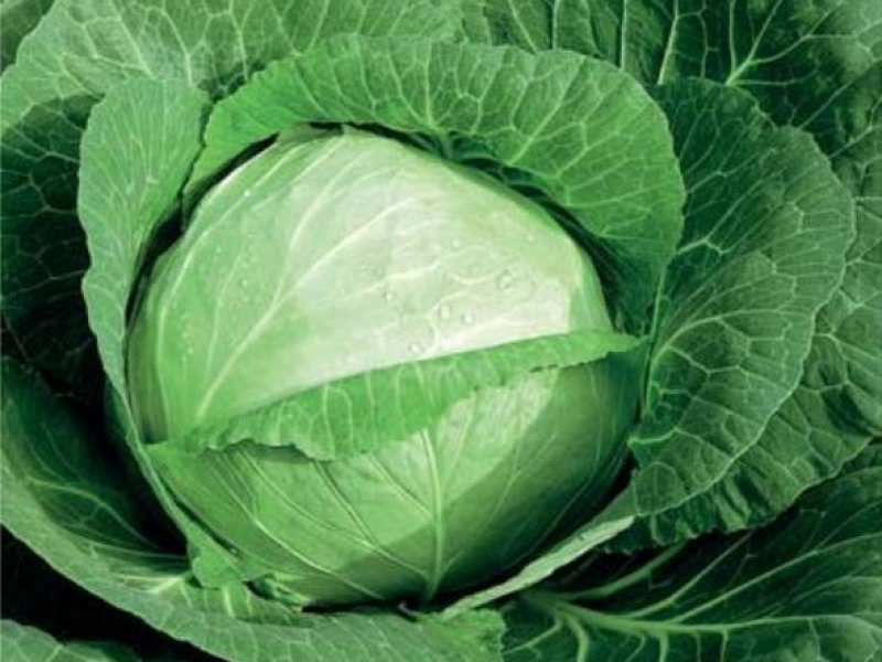 Капуста сорт подарок.