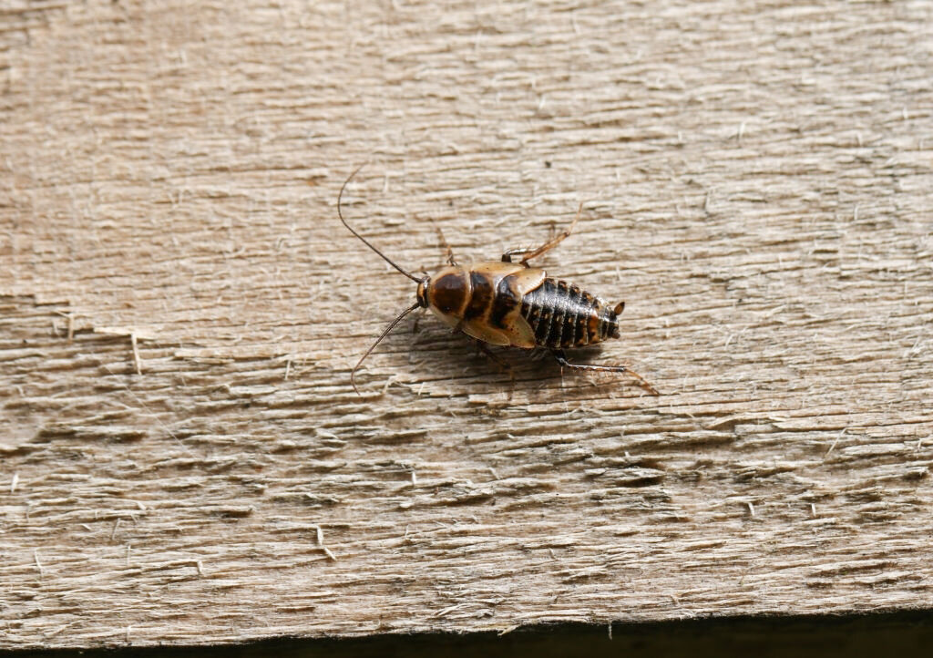 Травля тараканов