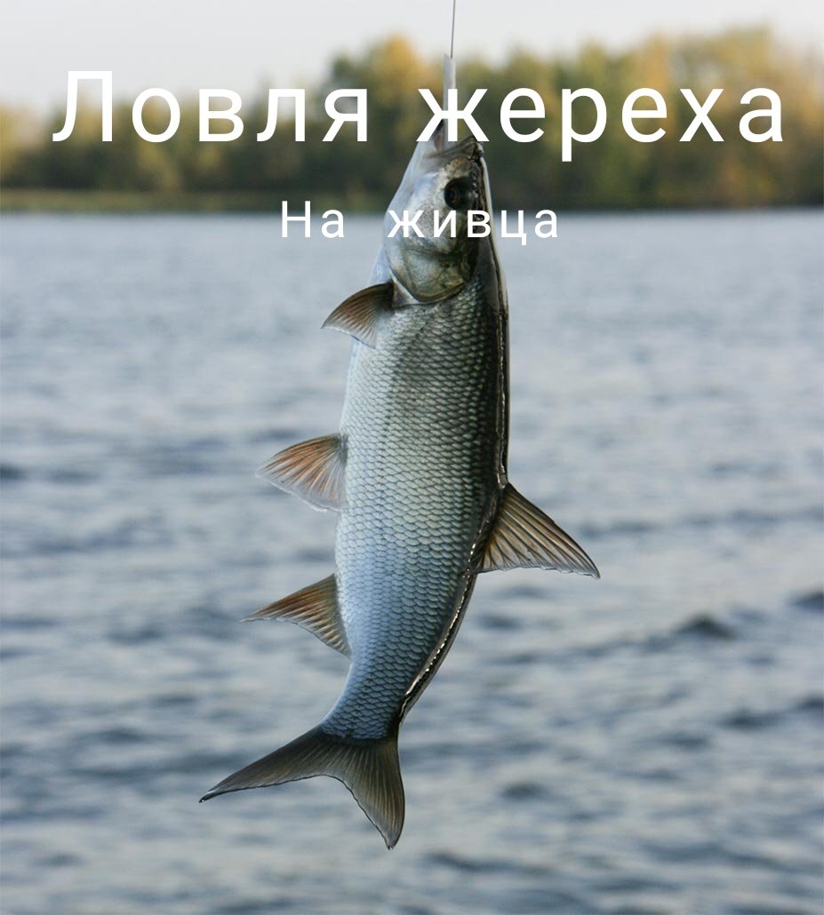 Жерех на живец