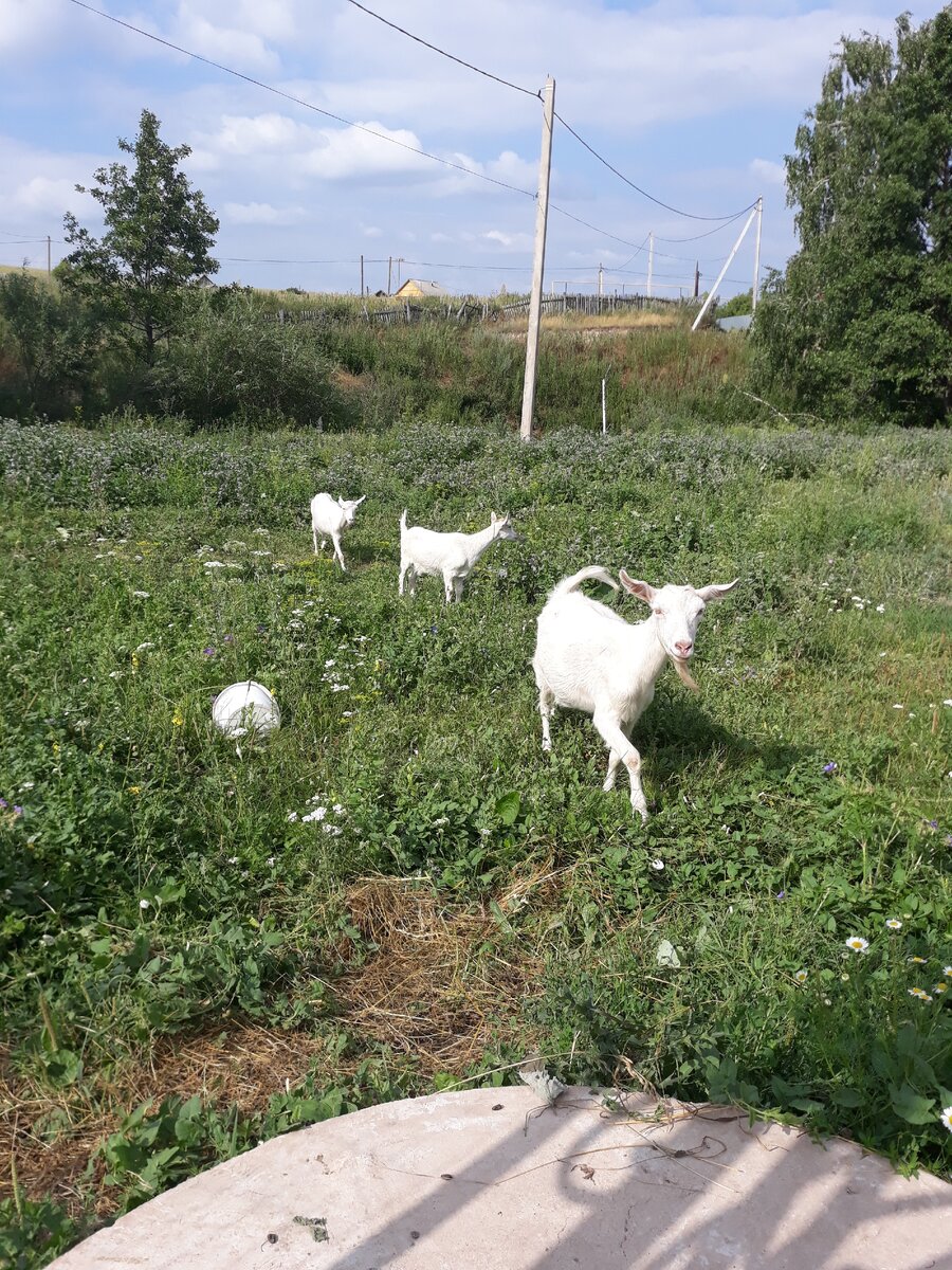 Друзья наши меньшие