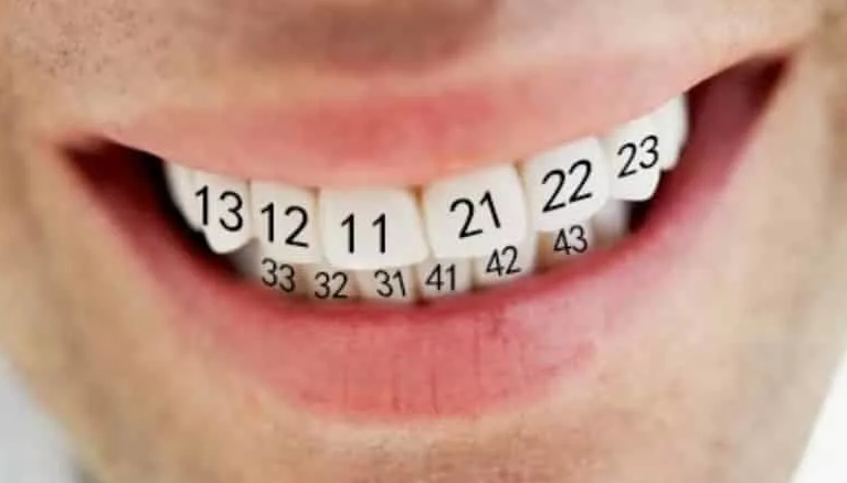 Номера зубов в стоматологии фото