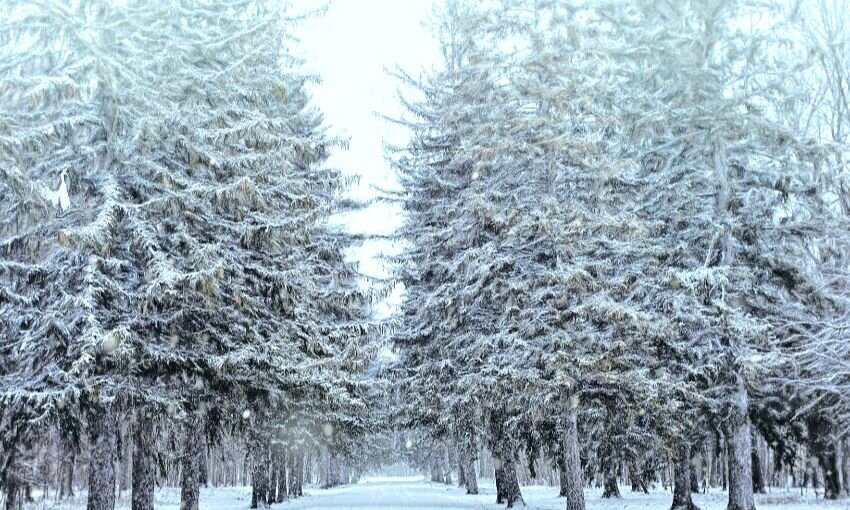 10 марта. Зима кончилась. И лес уже не торт)