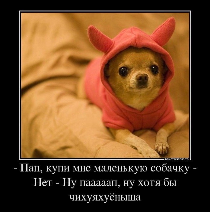 видео давай купим собачку. видео давай купим собачку. хаски разодрали диван. отец не хочет заводить собаку мем. заведи собаку говорили они будет весело.