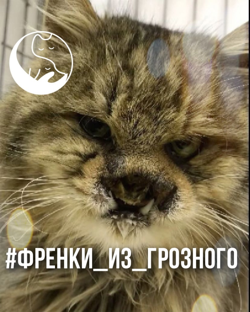 Фото: НРОО «База Реабилитации Животных» НСО Кольцово