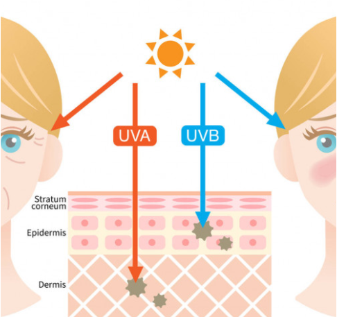 Виды солнечных лучей и их воздействие на слои кожи.