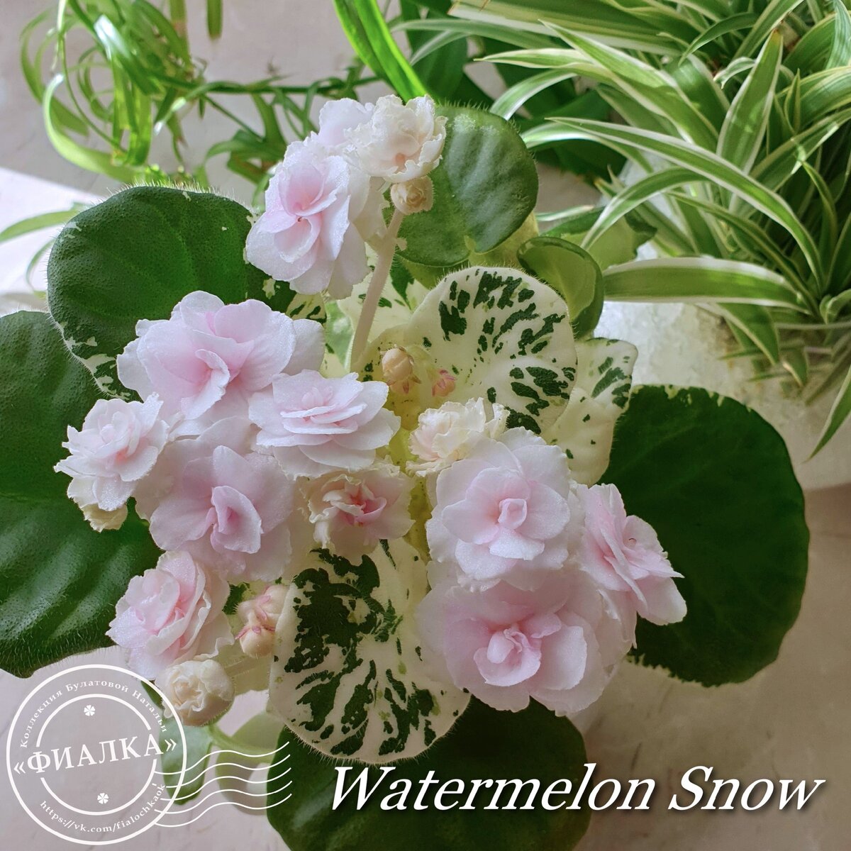 Watermelon Snow Клуб любителей фиалок