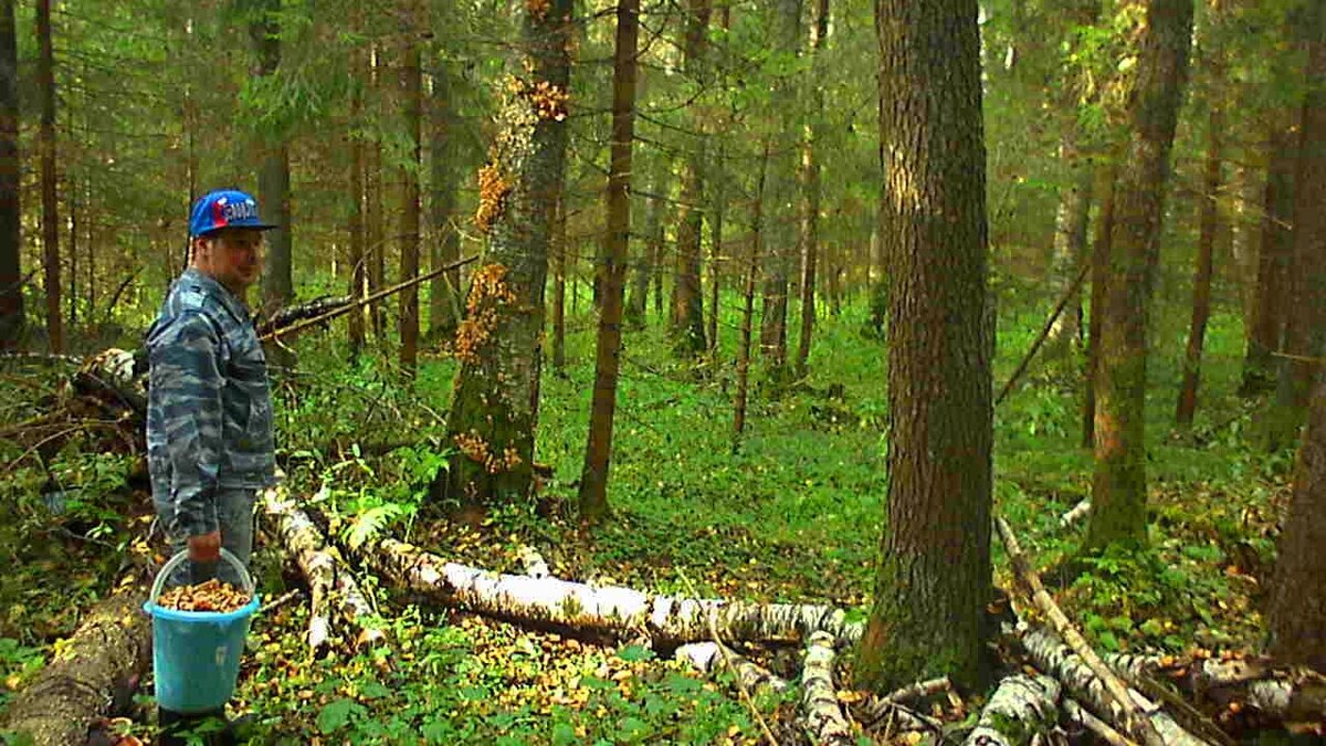 С племянником в лесу собираем опята